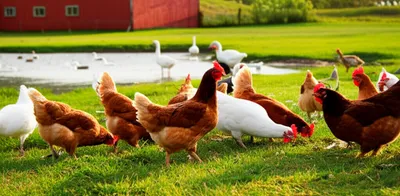 Illustration fowls - Image 1