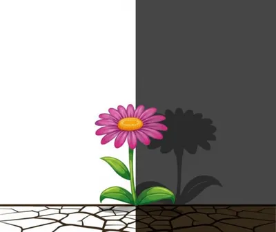 Illustration opposed - Image 1