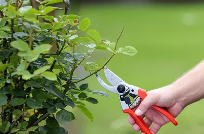 Illustration lop - Image 1