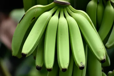 Illustration plantains - Image 1