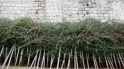 Illustration entanglement - Image 1