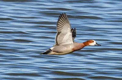 Illustration whims - Image 1