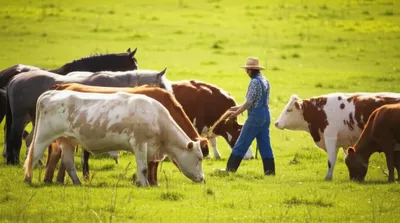 Illustration forage - Image 1