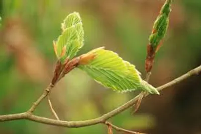 Illustration flush - Image 2