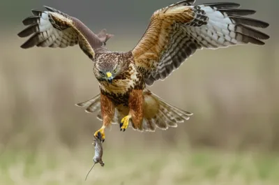 Illustration tiring - Image 1