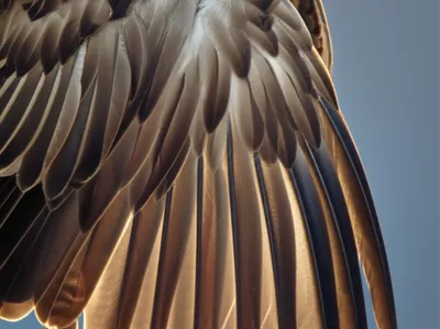 Illustration pinion - Image 1