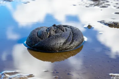 Illustration flop - Image 1