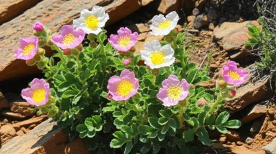 Illustration rockrose