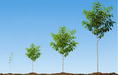 Illustration progressively