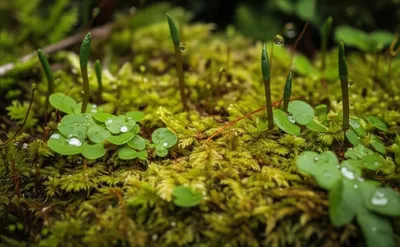 Illustration bryophytes