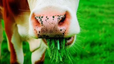 Illustration chaw - Image 1