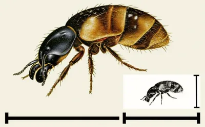 Illustration scale - Image 1