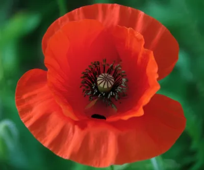 Illustration poppy - Image 1