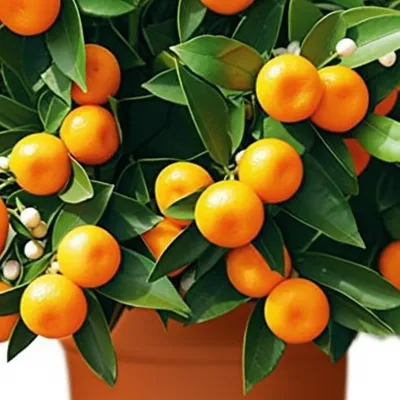 Illustration mandarin - Image 1