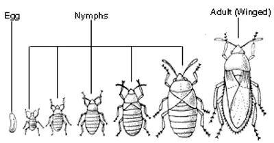 Illustration metamorphosis - Image 2
