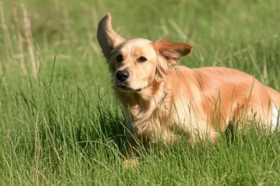 Illustration rabbiting - Image 1