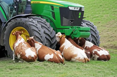 Illustration cows - Image 1