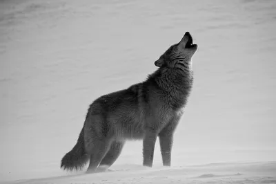 Illustration howling - Image 1