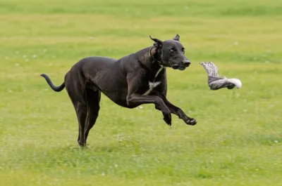 Illustration greyhounds