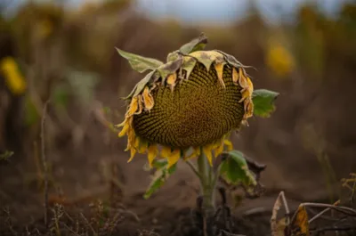 Illustration declining - Image 1