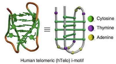 Illustration motif - Image 2