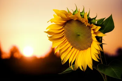 Illustration wilt - Image 1