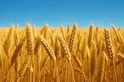 Illustration blanks - Image 1