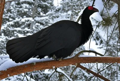 Illustration capercaillies