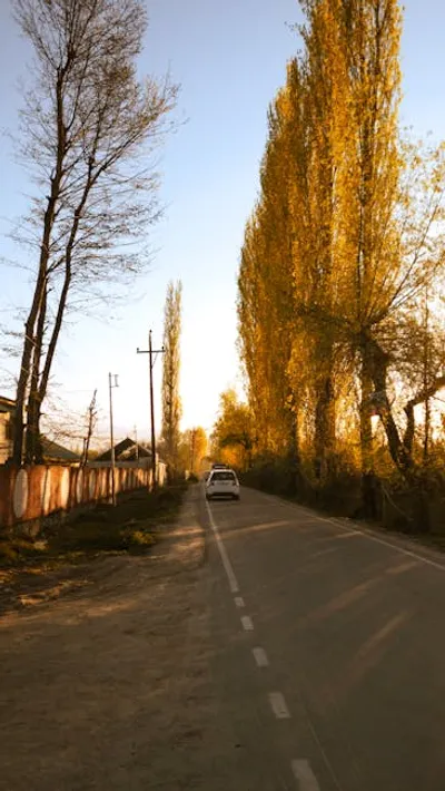 Illustration poplars - Image 2