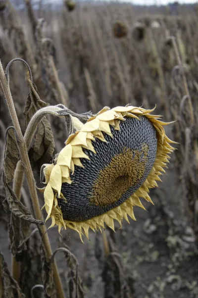 Illustration wanes - Image 1