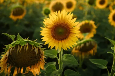 Illustration obverse - Image 1