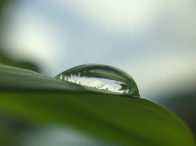 Illustration minimalist