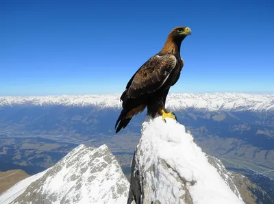 Illustration perch - Image 1