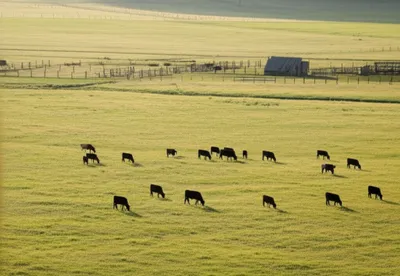 Illustration ranching - Image 1