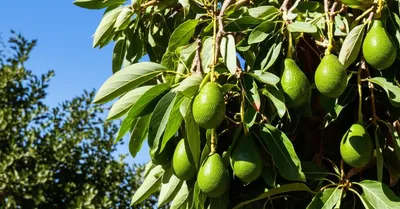 Illustration avocado - Image 1