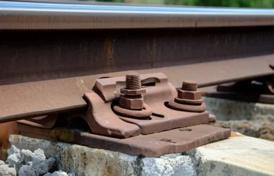 Illustration shin - Image 1