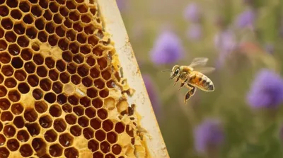 Illustration bee - Image 1