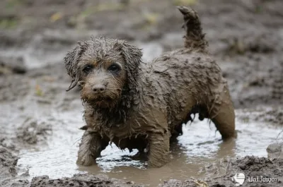 Illustration dag - Image 1