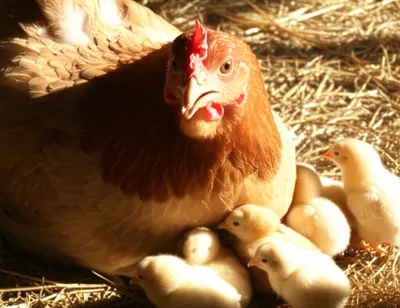 Illustration cluck - Image 1