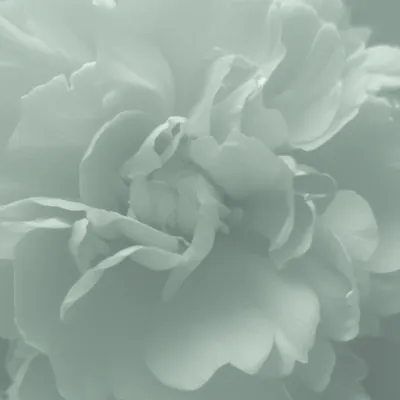 Illustration mignonette - Image 1