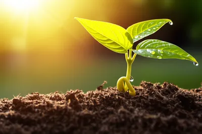 Illustration onset - Image 1