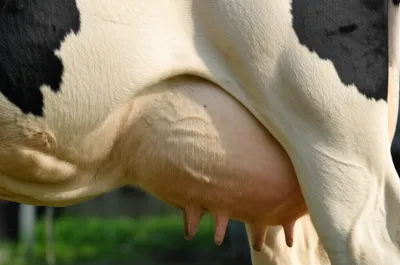 Illustration udder - Image 1