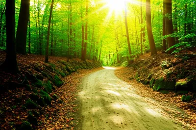 Illustration goest - Image 1