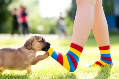 Illustration nipped - Image 1