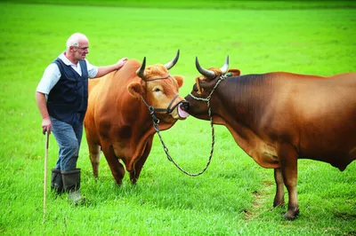 Illustration breed - Image 1