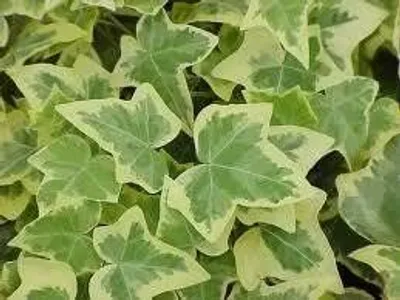 Illustration ivy - Image 3