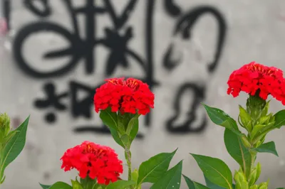 Illustration indecency - Image 1