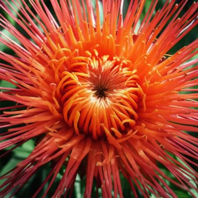 Illustration quilled - Image 1