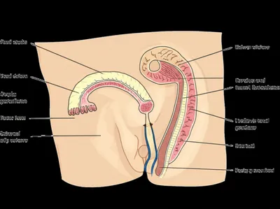 Illustration vagina - Image 1