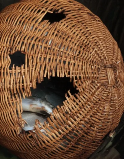 Illustration rips - Image 1